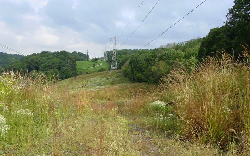 Costs and Benefits of Native Plant Species for Electric Transmission Line ROW
